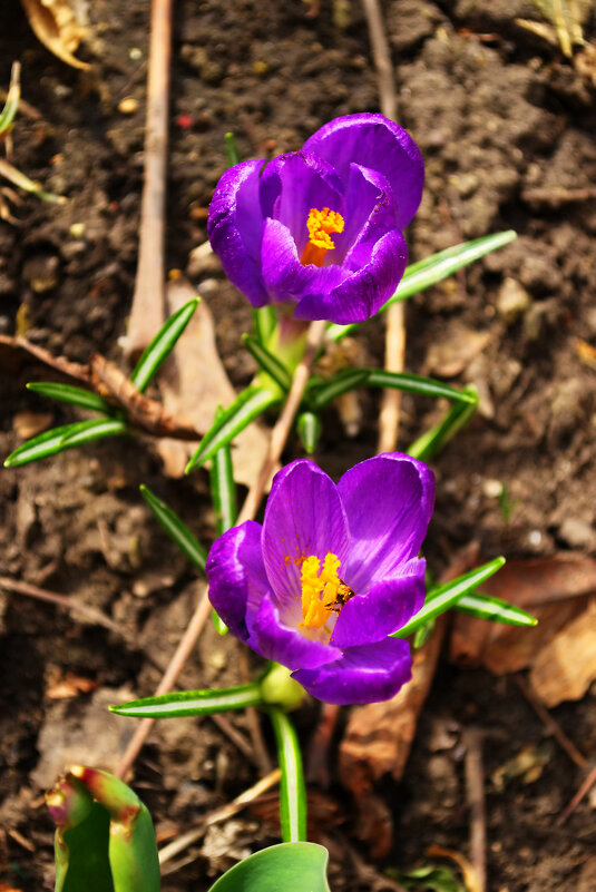 шафран - Александр Лычагин