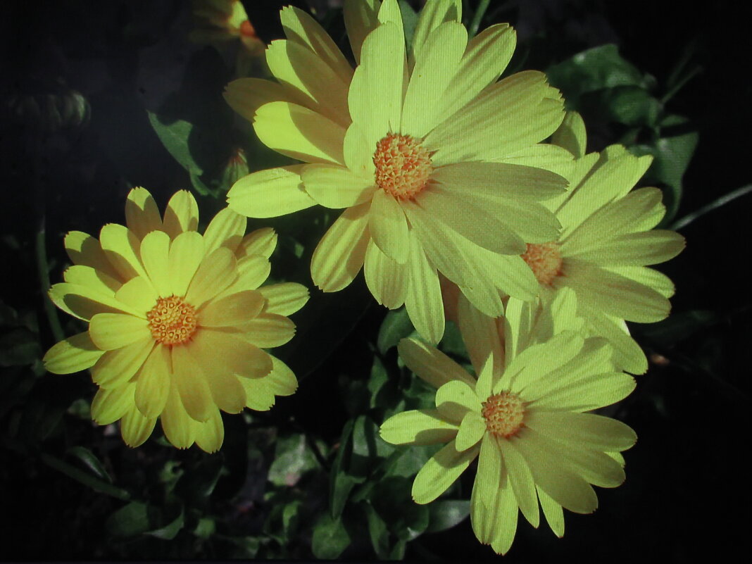 Солнечная красота - Людмила Смородинская