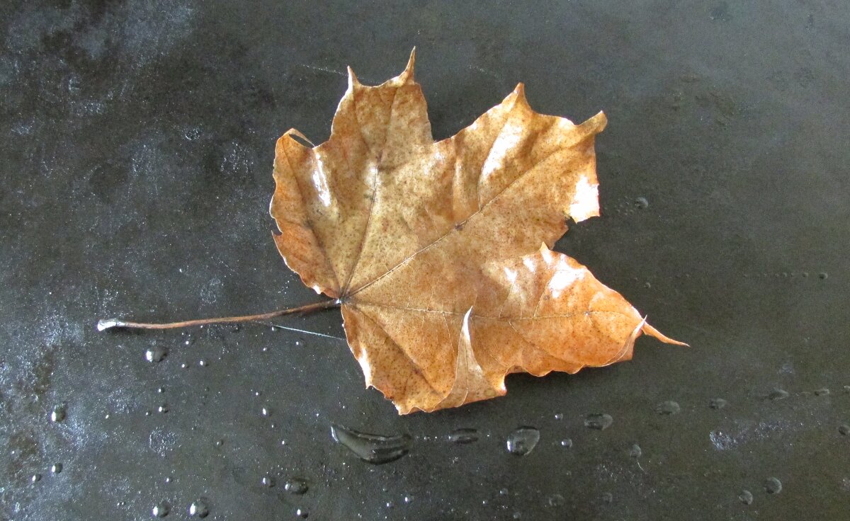 Лист - Н.Н. Баранова