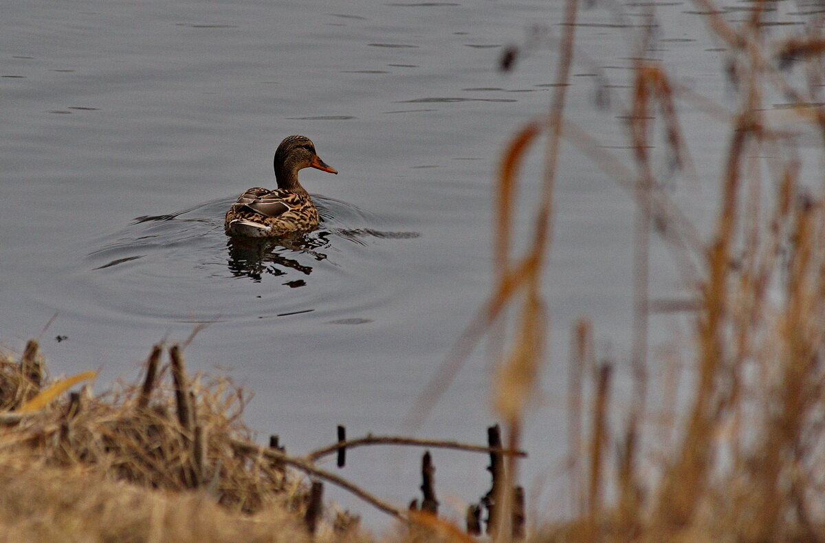 Туманным утром на озере... - Николай Саржанов