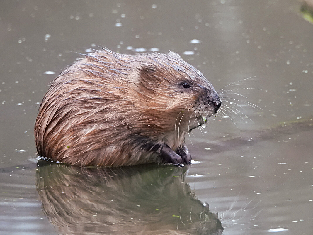 Ондатра - Лина 