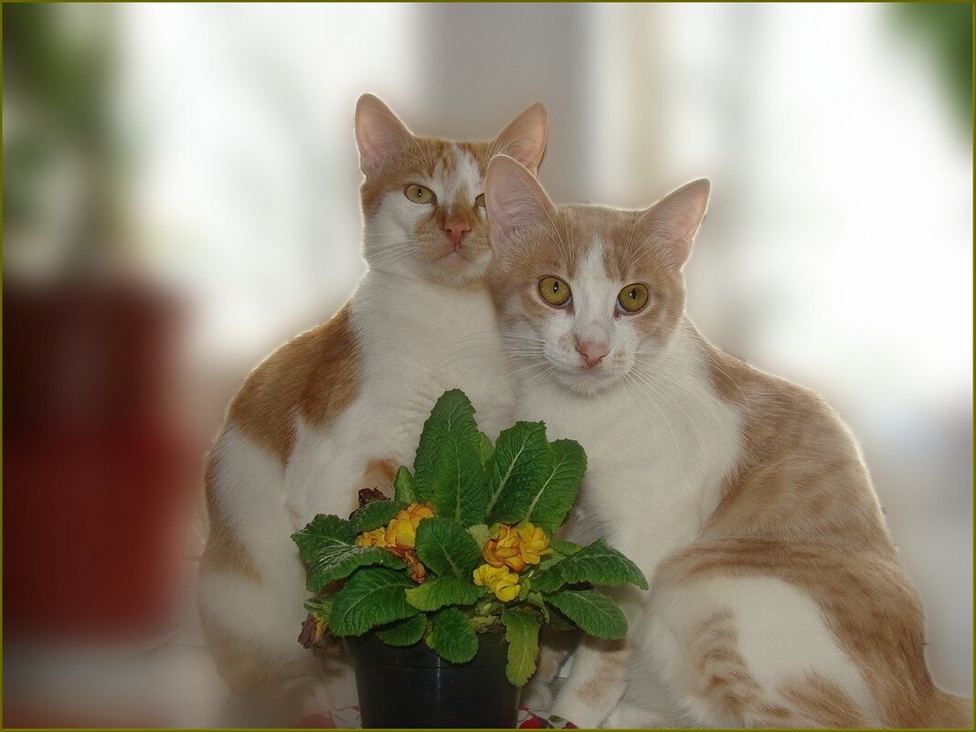 Две красотки ... - Валентина Надсон