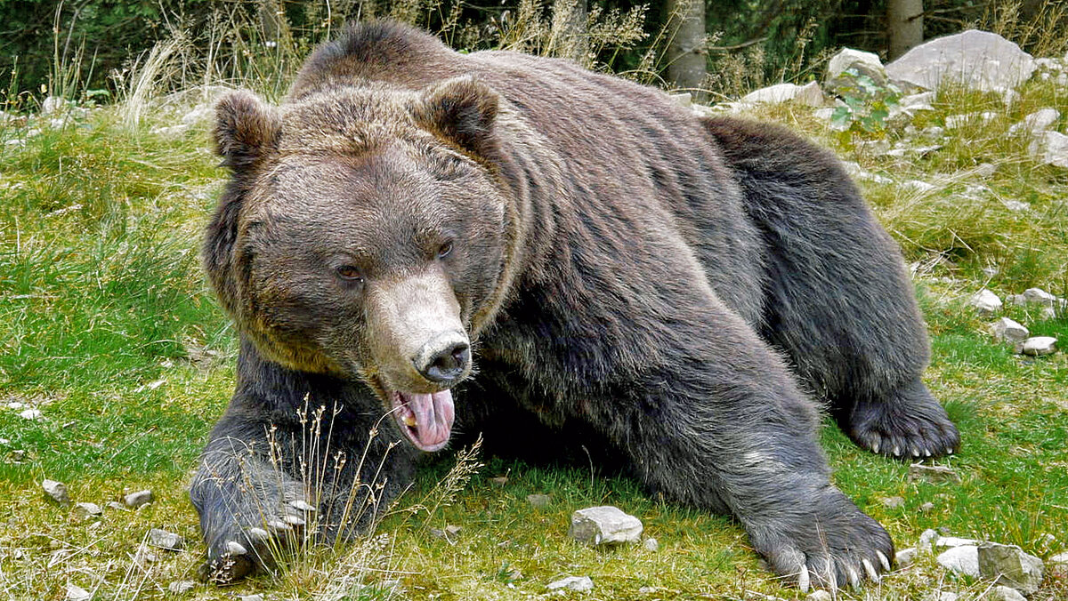 Так хочется спеть! - Alexandеr P