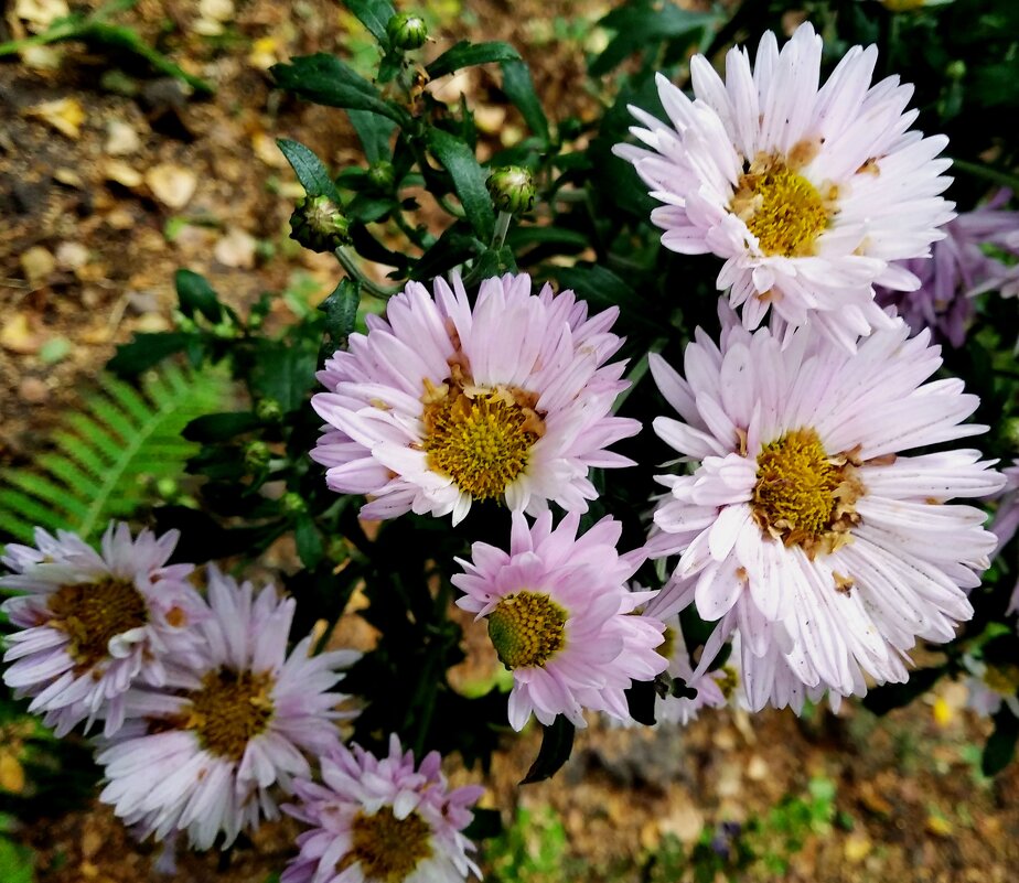 Летние - Елена Семигина