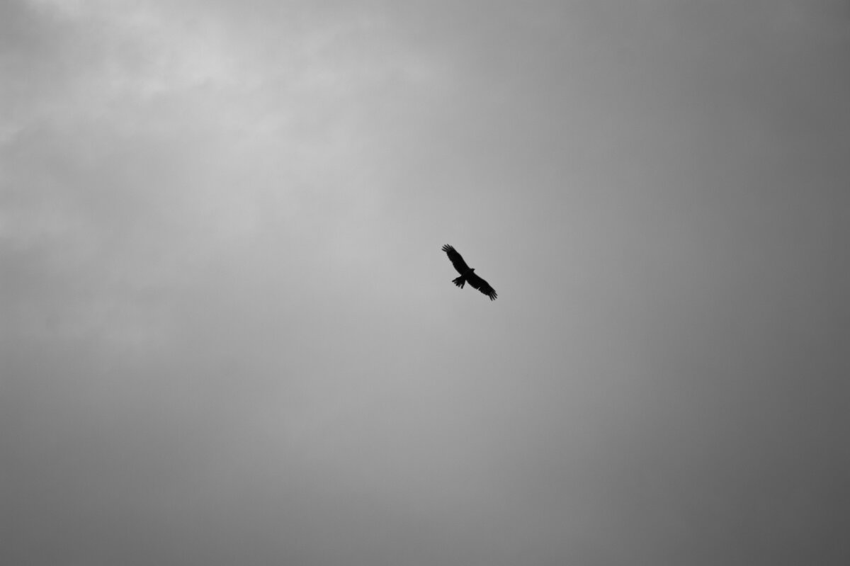 Свобода выбора - Евгений Виличинский