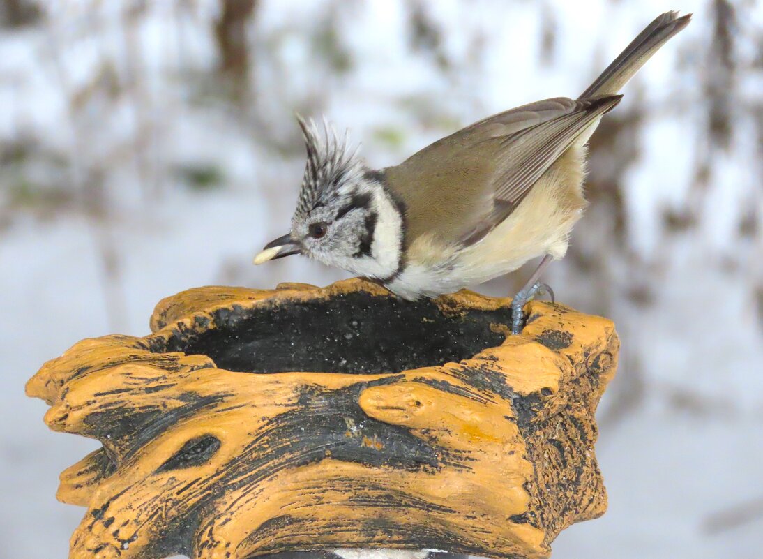 Гренадерка - Ольга Митрофанова