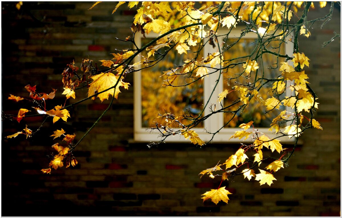 ОКНО... - Elvira E. 