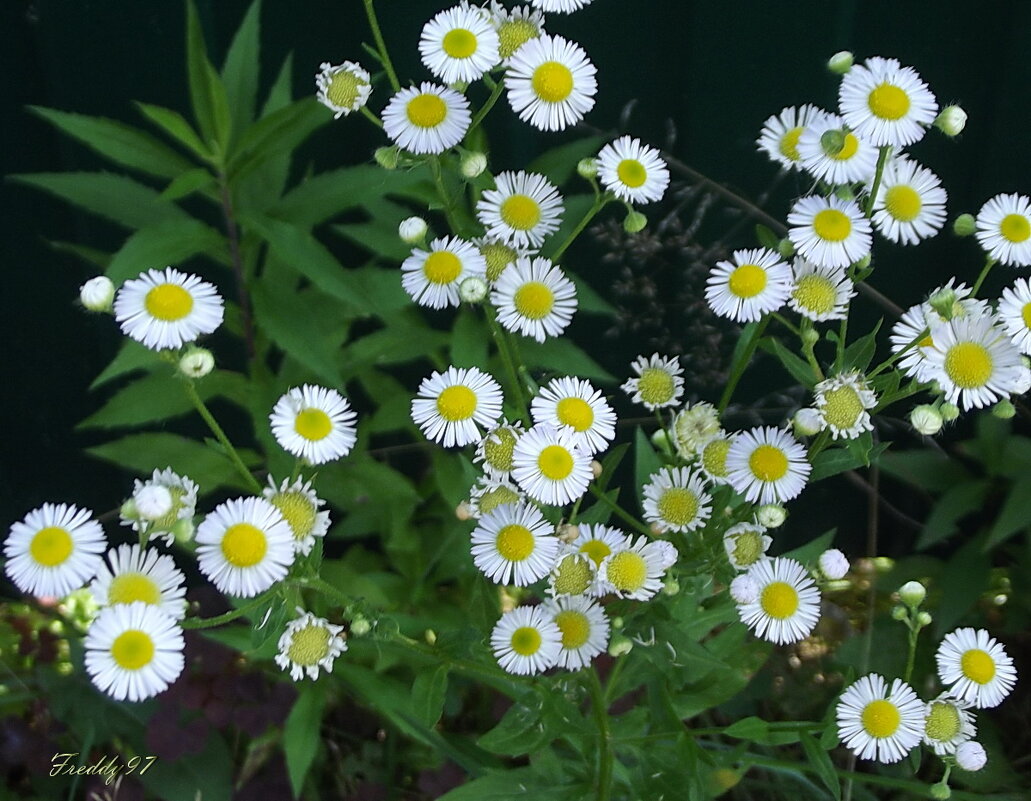 Любопытные малышки - Freddy 97