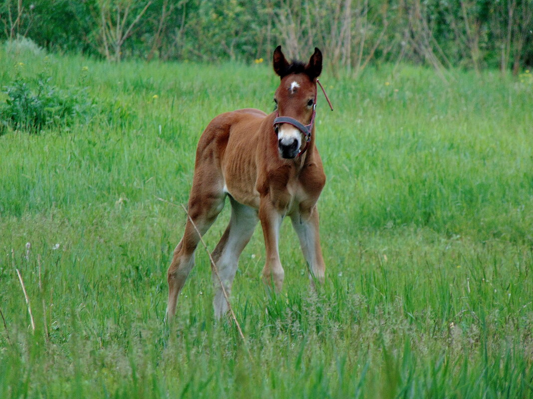 Малышка. - nadyasilyuk Вознюк