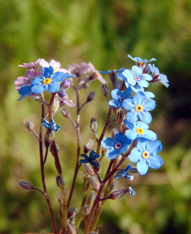 Незабудочки цветы. - nadyasilyuk Вознюк