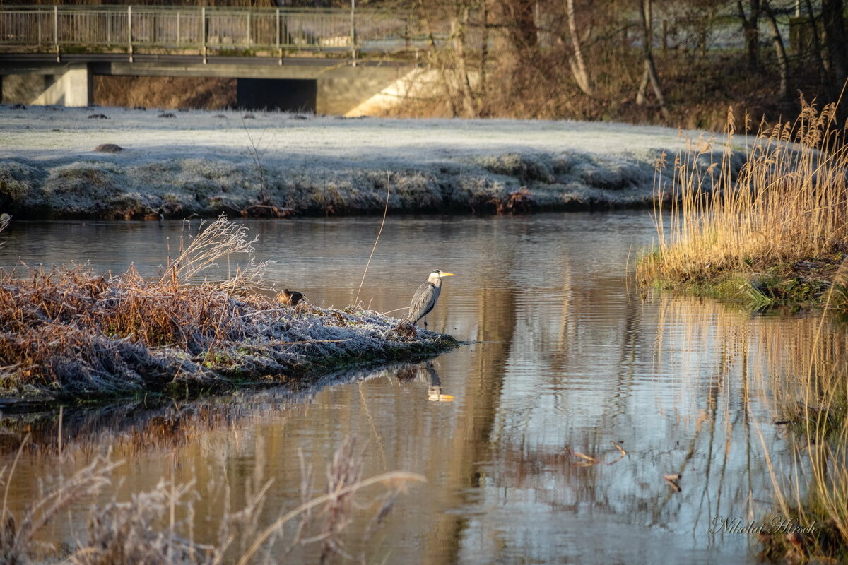 Цапля на охоте... - Николай Гирш