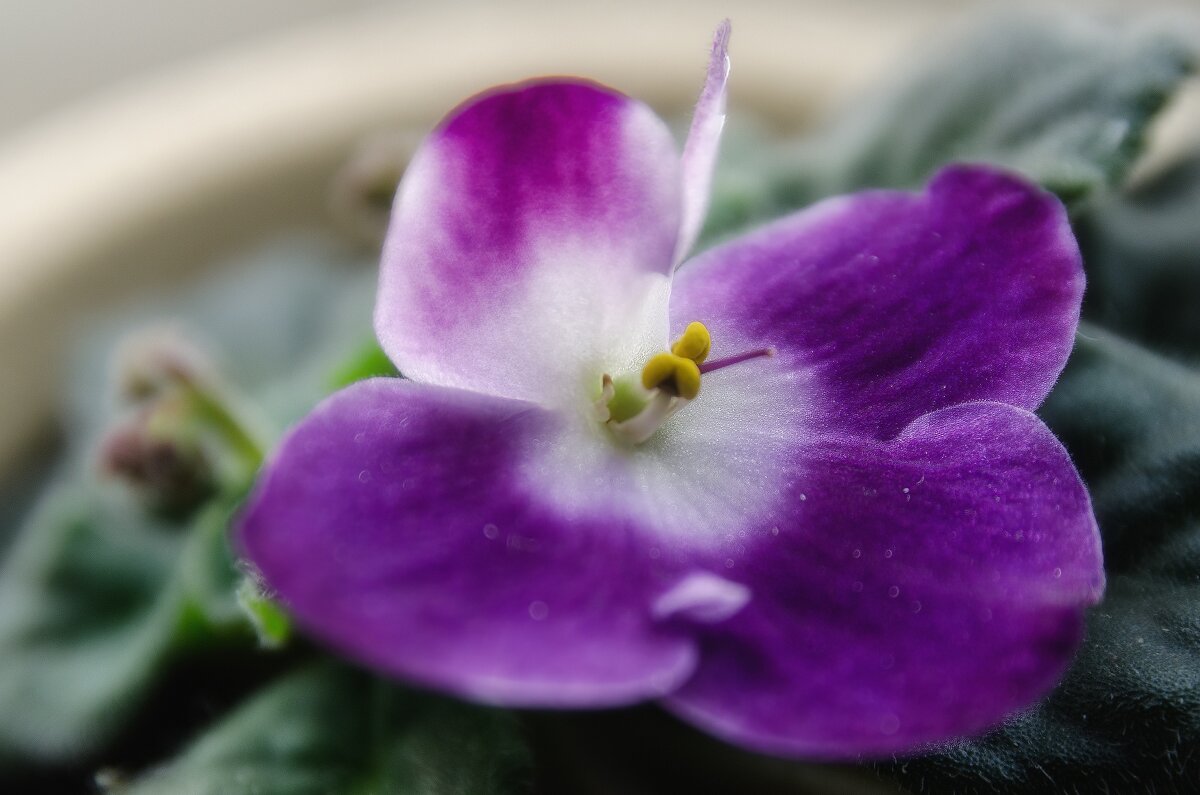 *** - Виктор Иванович Чернюк