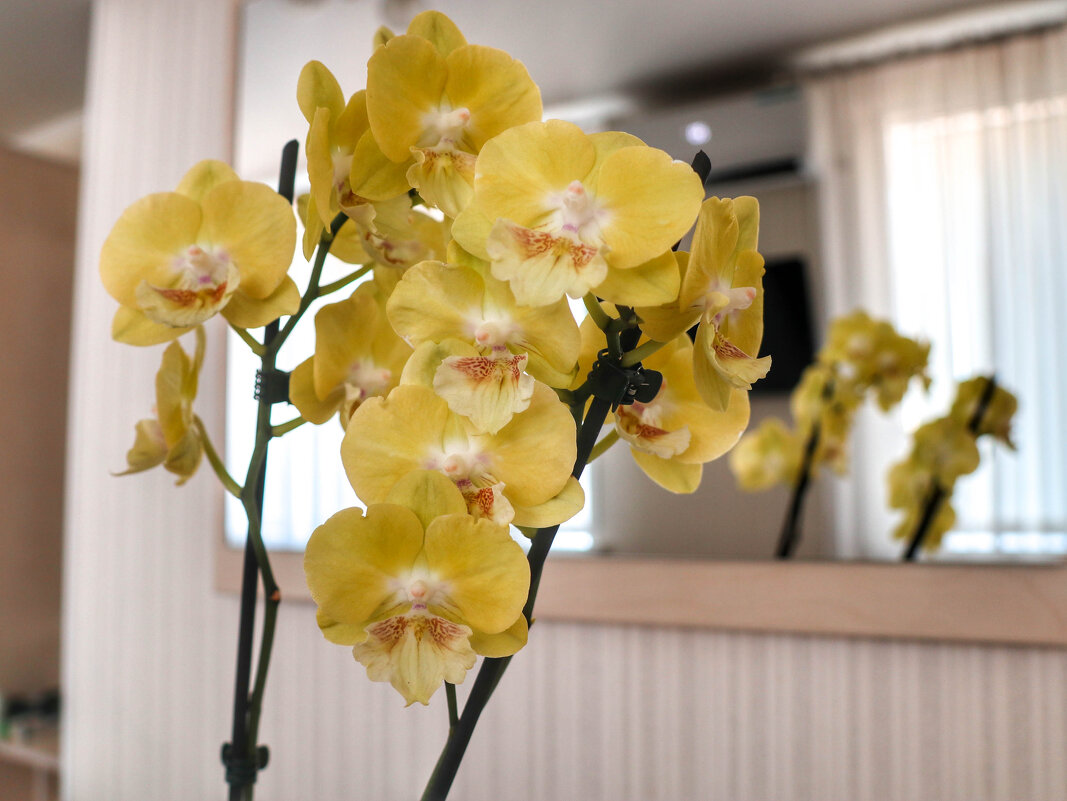 Моя коллекция орхидей - Irene Irene