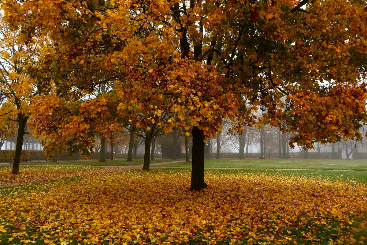 Старый клён - Юрий. Шмаков