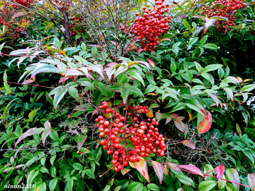 Адлер... ноябрь... - Нина Бутко Адлер... ноябрь... - Нина Бутко