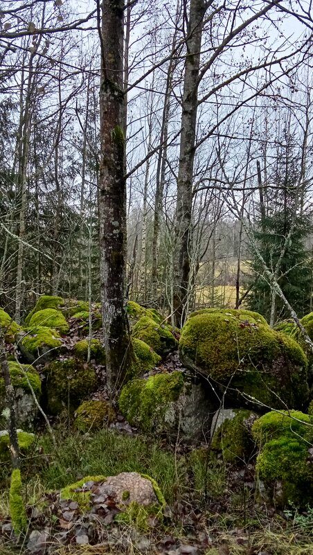 Наш декабрь - Ольга Попова (popova/j2011)