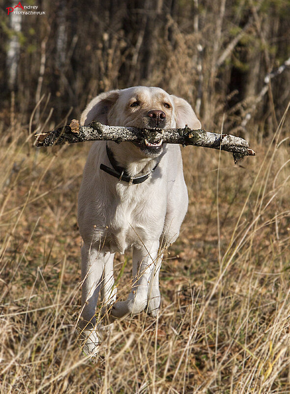 Ка прогулке - Андрей Пристяжнюк