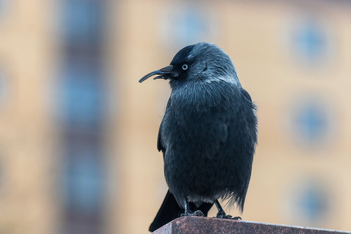 Галка. - Анатолий. Chesnavik.