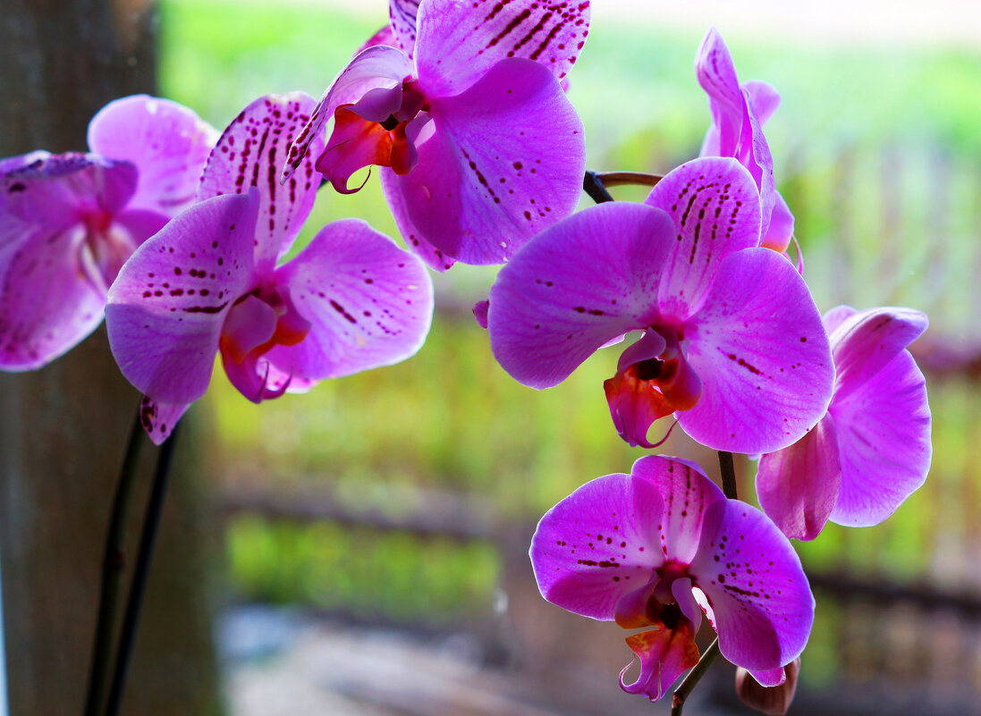 Орхидея на окне - Сергей Ц