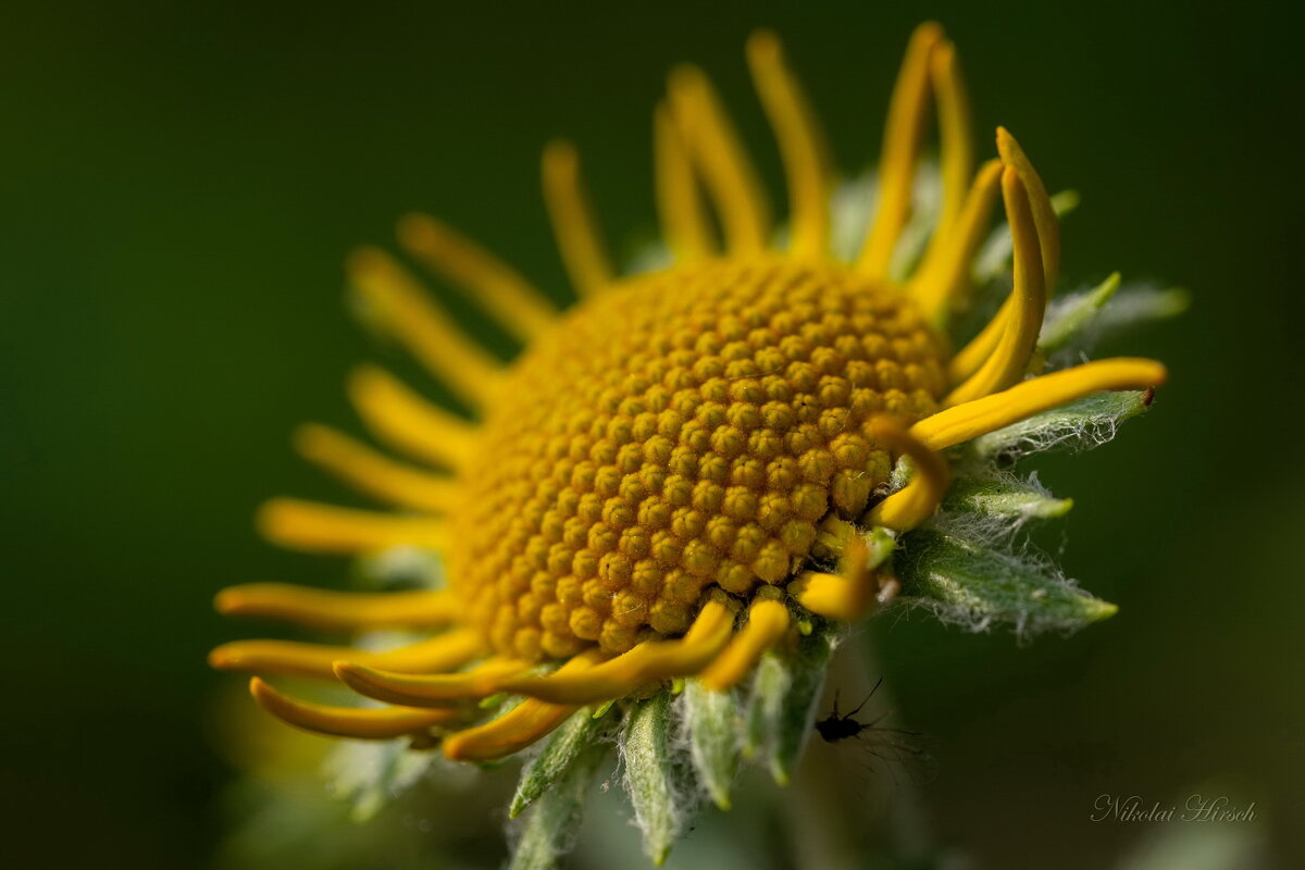 Геометрия цветка... - Николай Гирш
