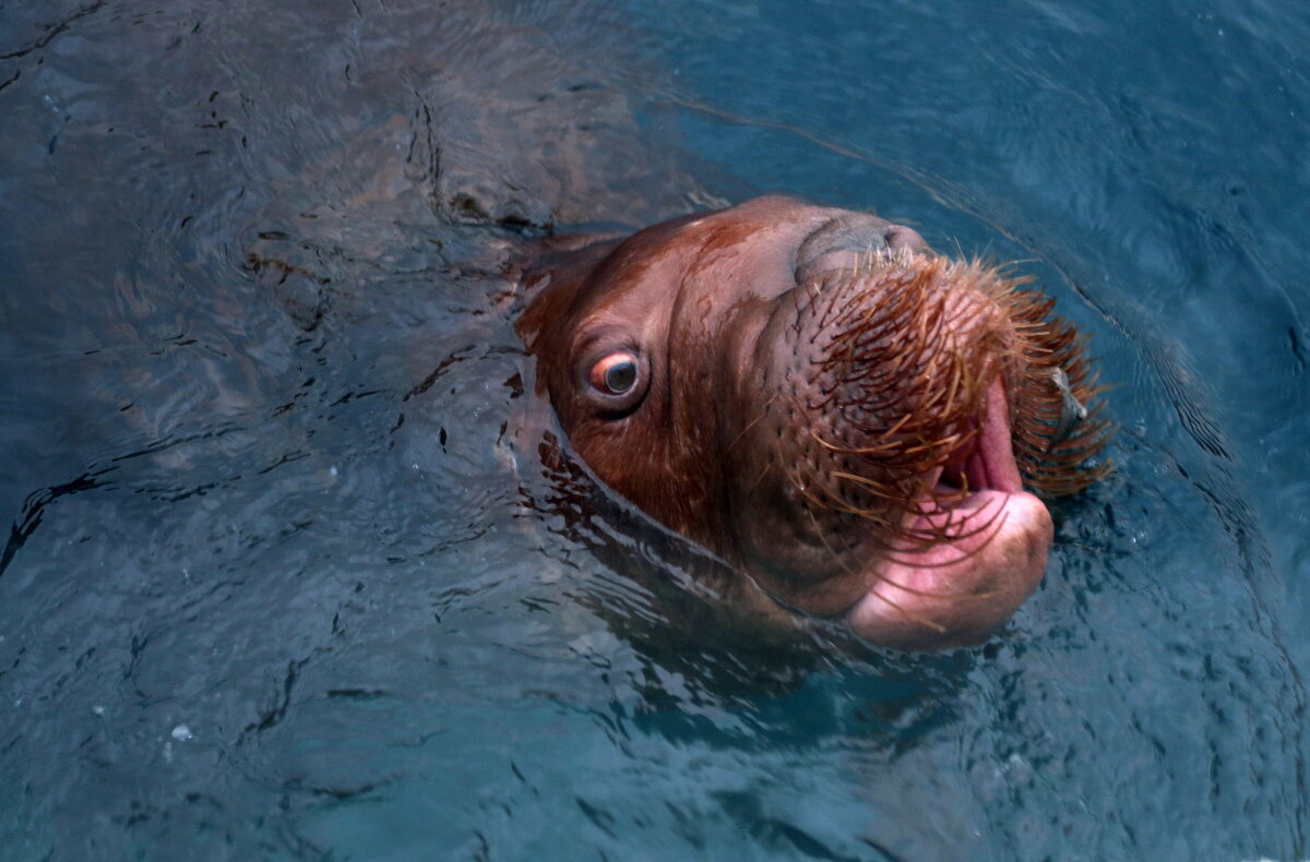 морж - Михаил Бибичков морж - Михаил Бибичков