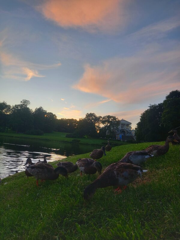 Утки на закате - Сапсан 