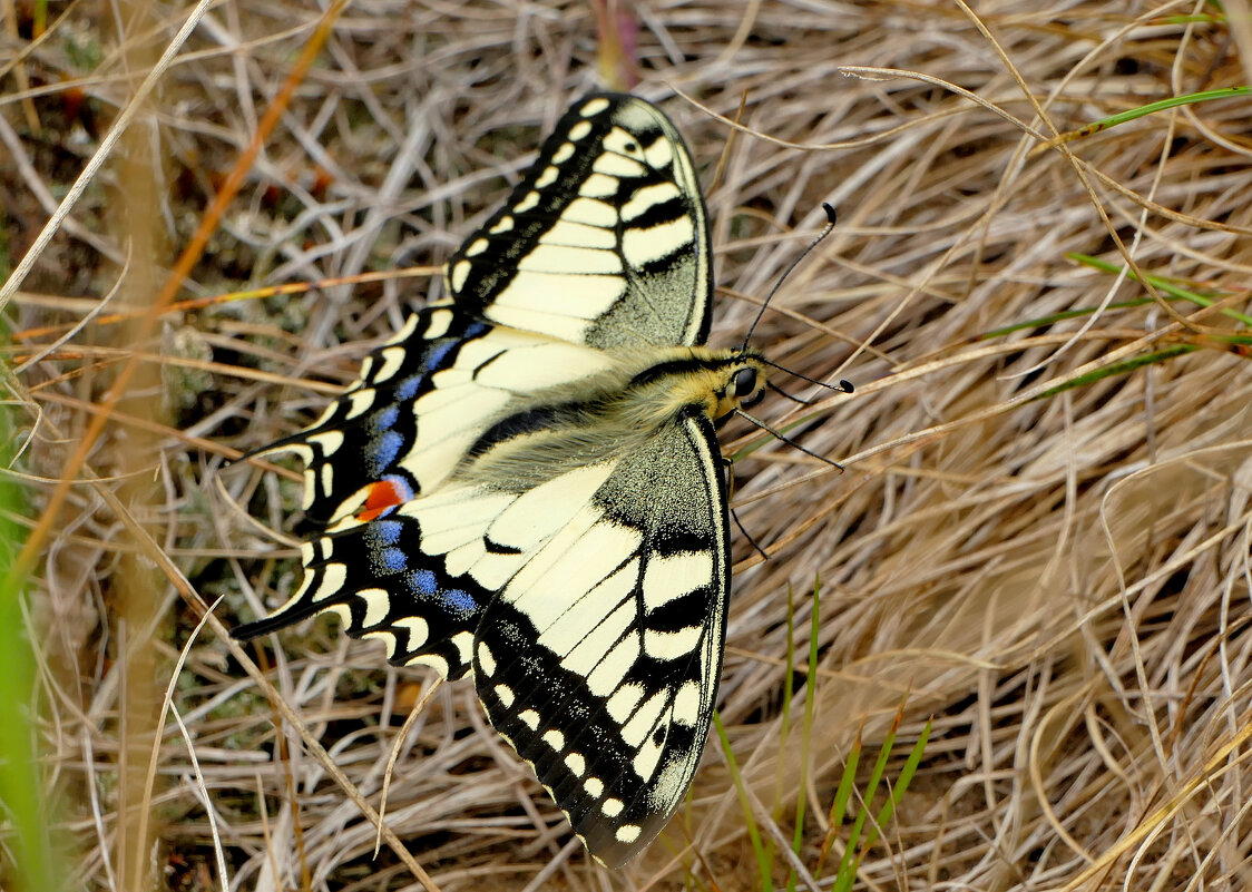 опять про бабочек...135 - Александр Прокудин