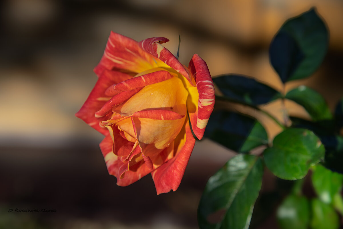 одинокая, но красивая - Ольга Косачова