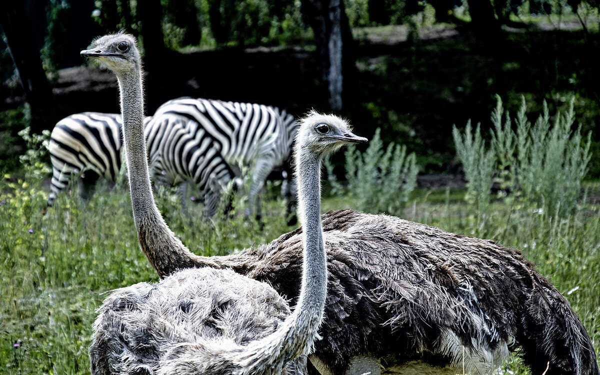 Однажды ;-) - Алексей Пышненко