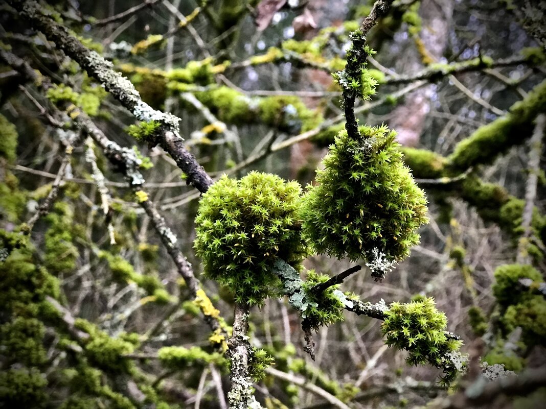 Мшистые ветви - Любовь 
