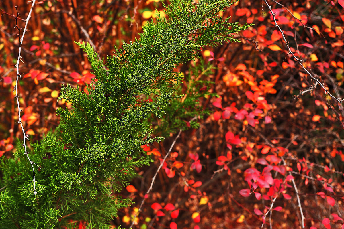 Красота - Юрий Гайворонскiий Красота - Юрий Гайворонскiий