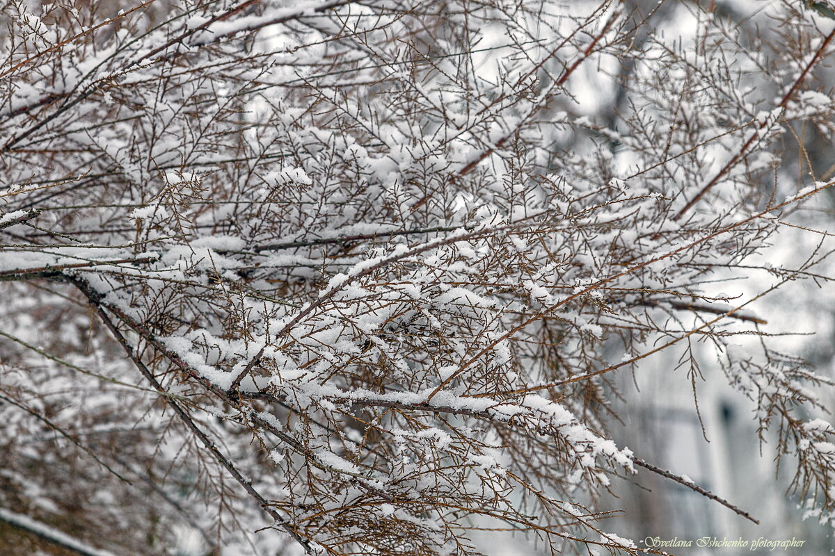 Первый снег - Светлана Ищенко Первый снег - Светлана Ищенко