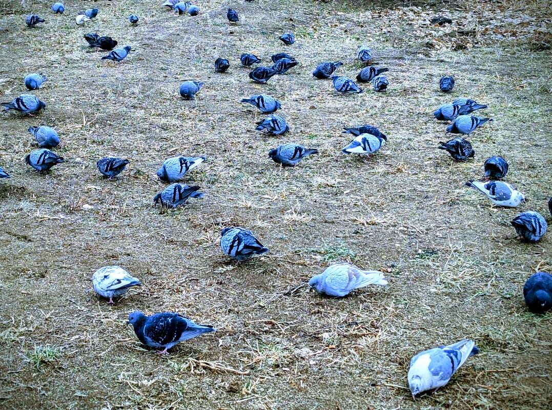 Голуби - Андрей Хлопонин Голуби - Андрей Хлопонин