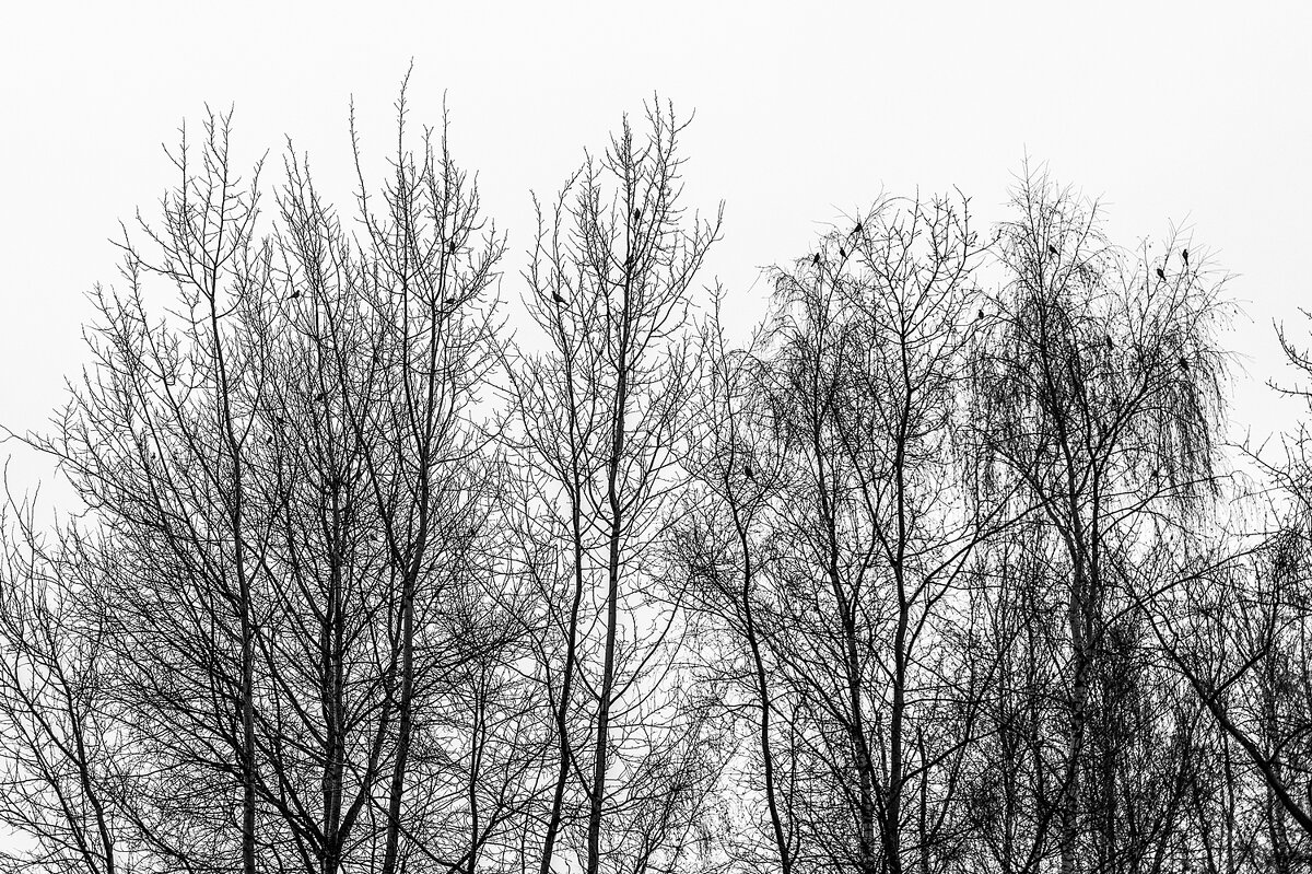 Дрозды прилетели - Валерий Иванович