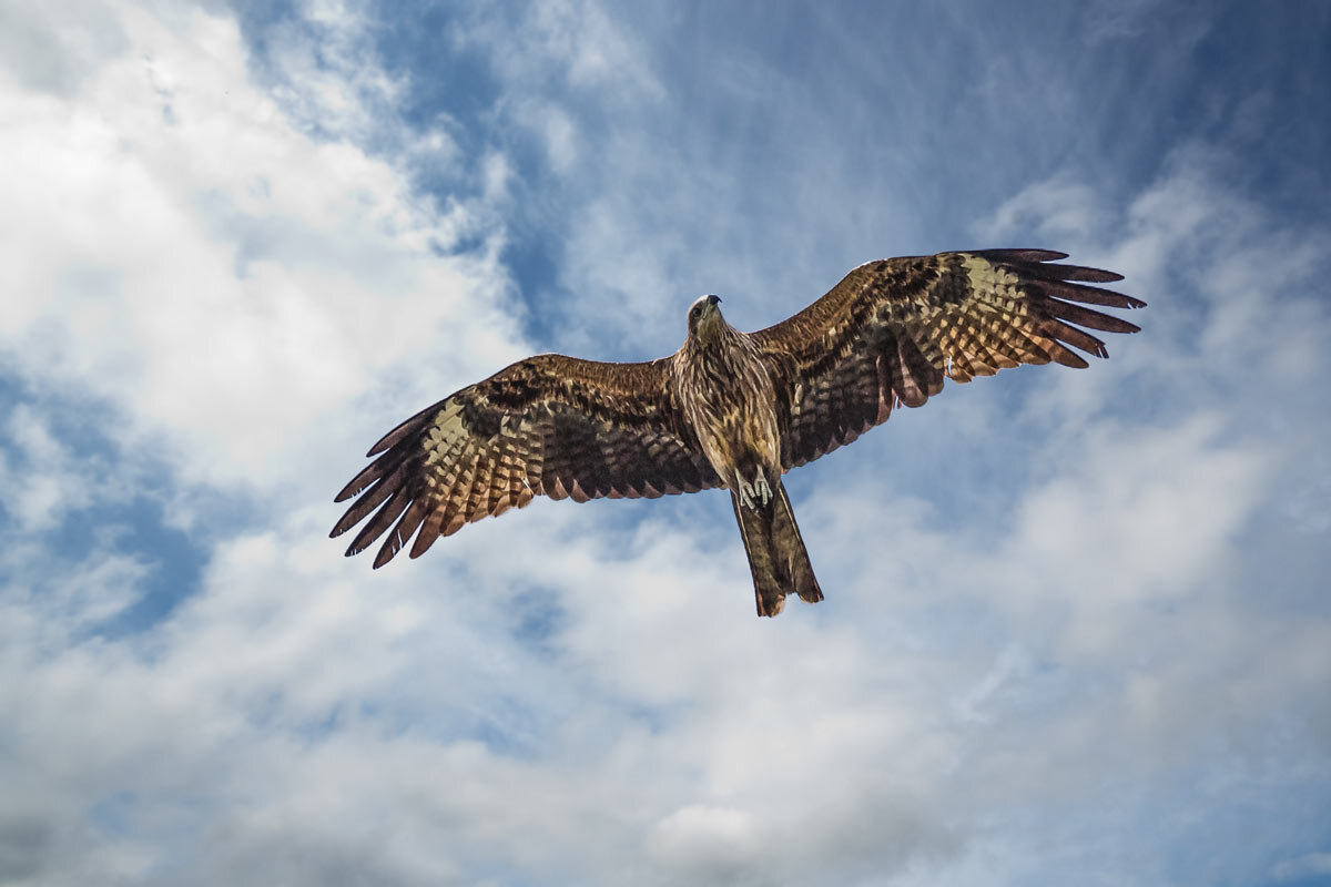 Ястреб - SanSan 