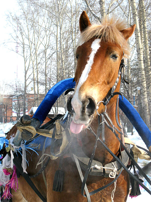 К нам мчится год Лошади! - ирина 