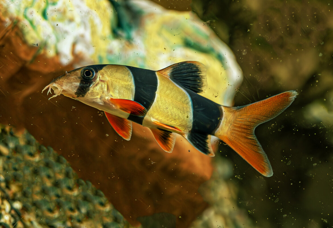 Аквариумные рыбки - Михаил Измайлов