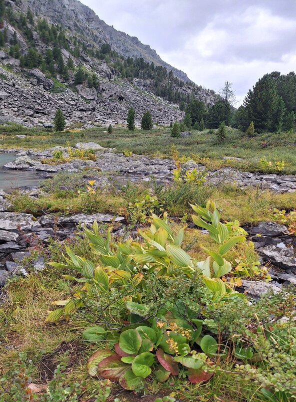 Алтай - Андрей Л. В.