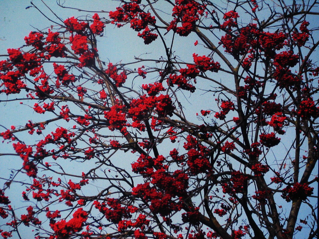 Ждёт птичек - Людмила Смородинская