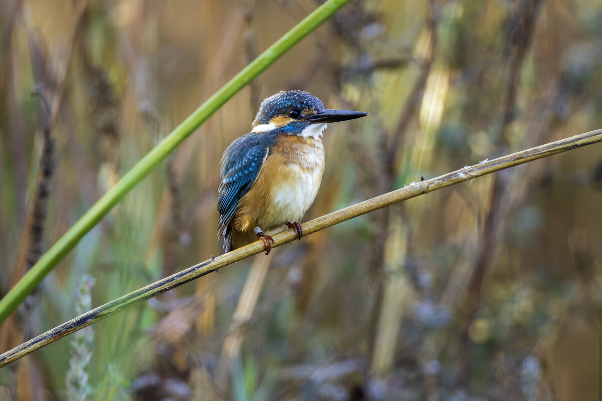 Зимородок. - Alexander Amromin