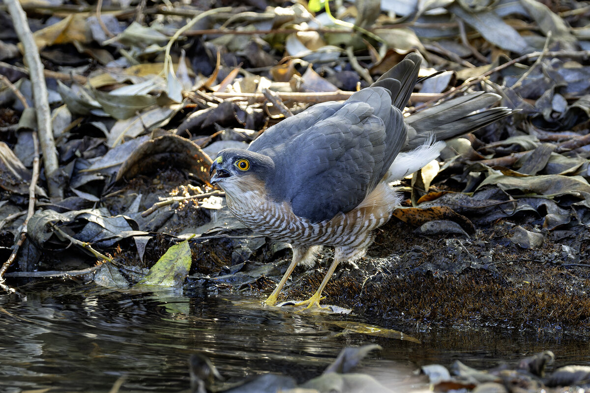 Ястреб перепелятник. - Alexander Amromin