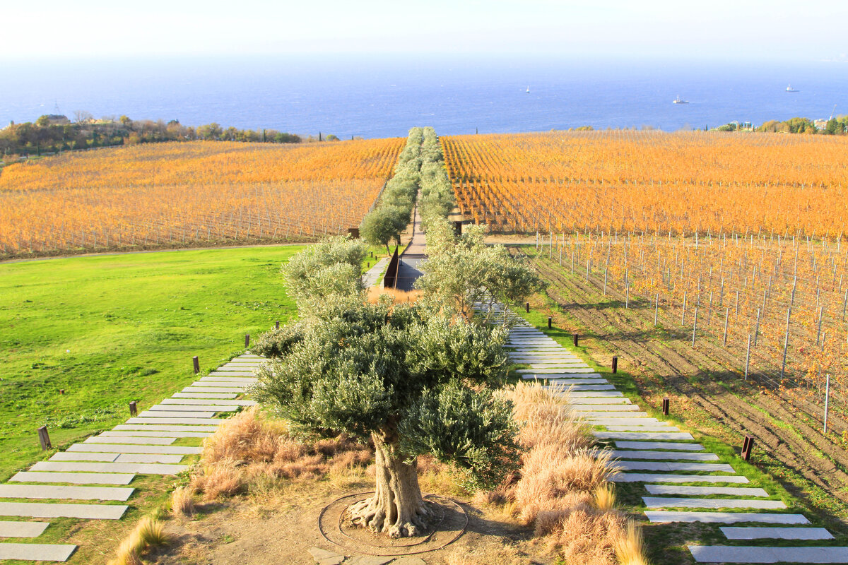 Оливковая аллея - Геннадий Валеев