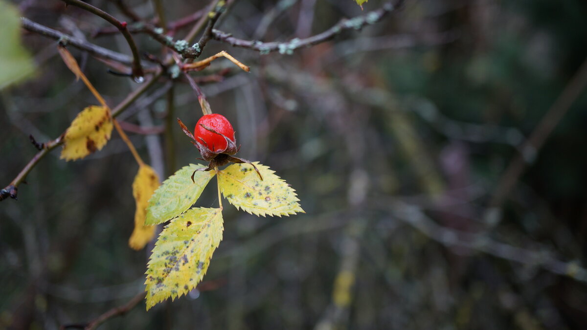 ! - Вен Гъновски