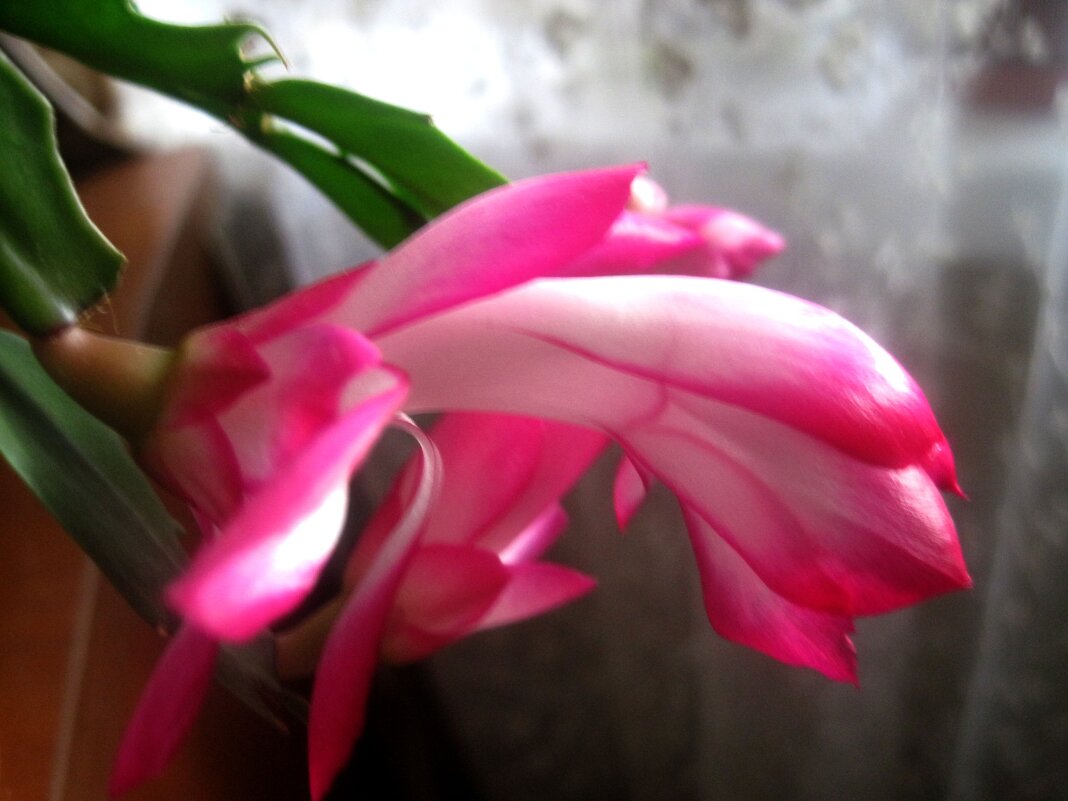 Декабрист - Елена Семигина