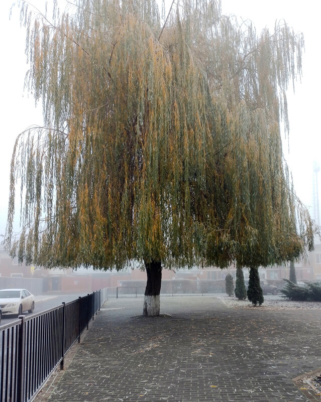 *** - Валентина Береснева