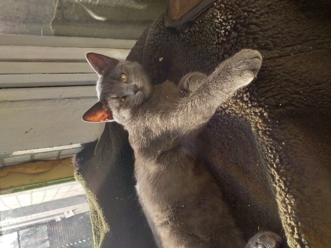 хозяин... - Галина Флора