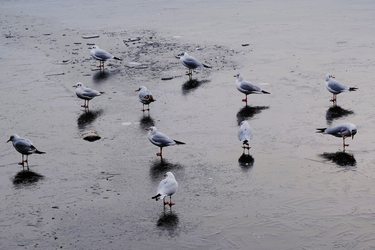 По первому ледку - Рита Симонова
