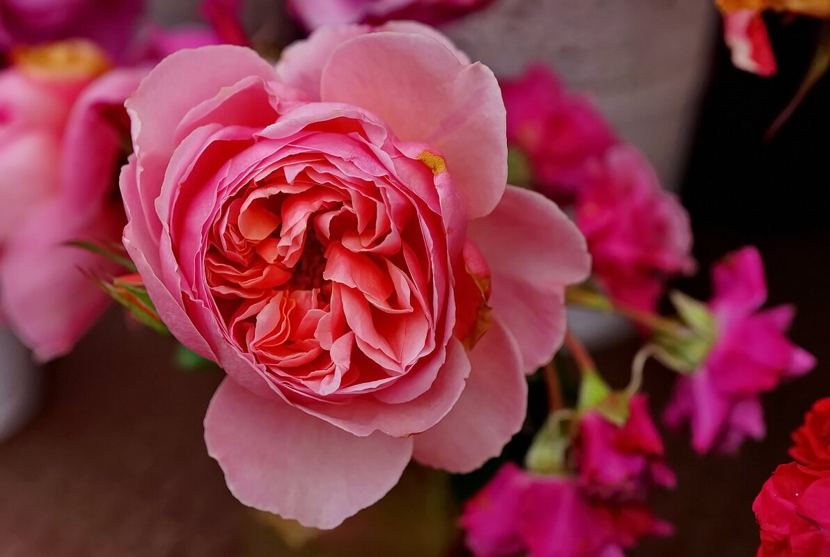 Роза... - Николай Саржанов