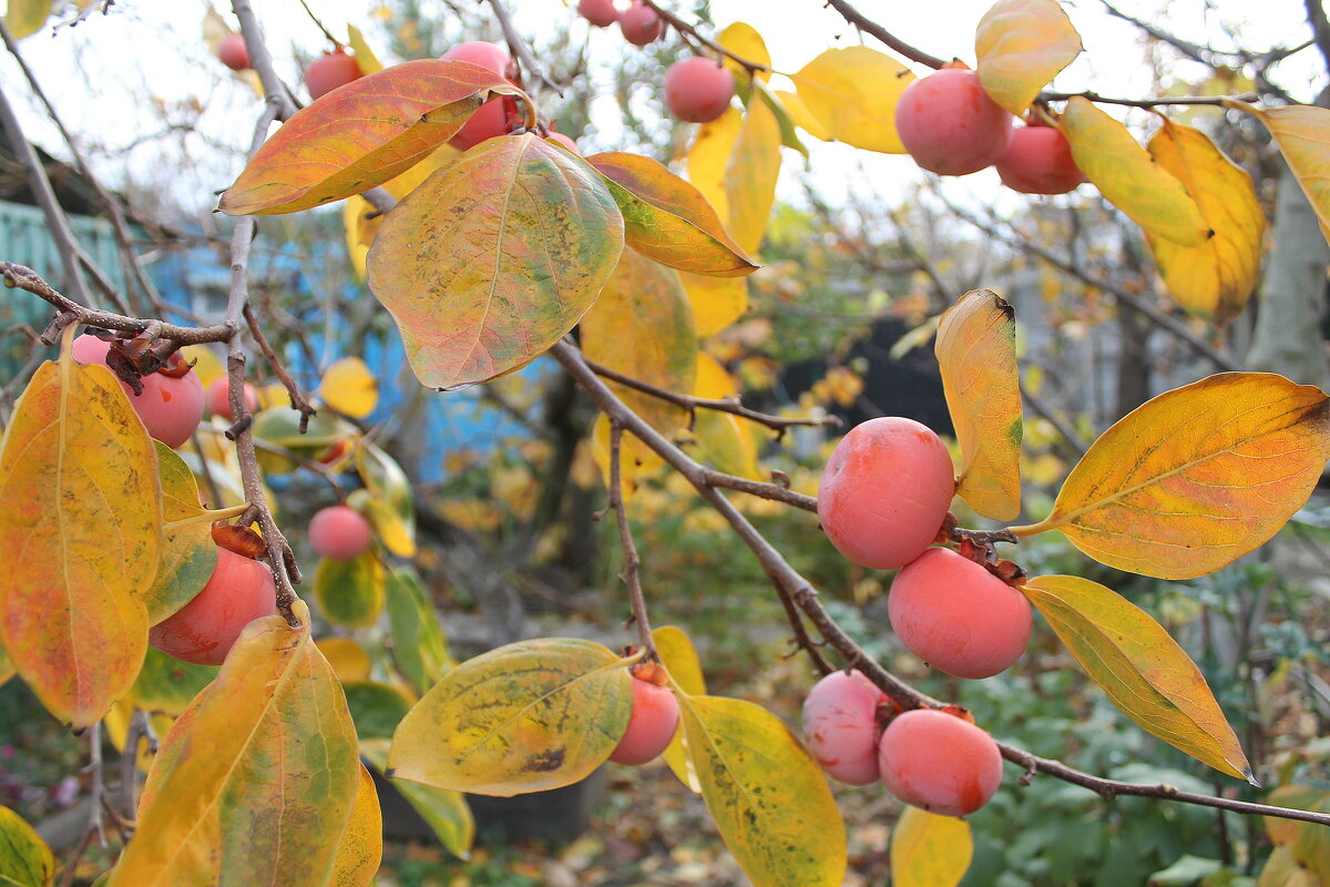 фурма - Ирина 