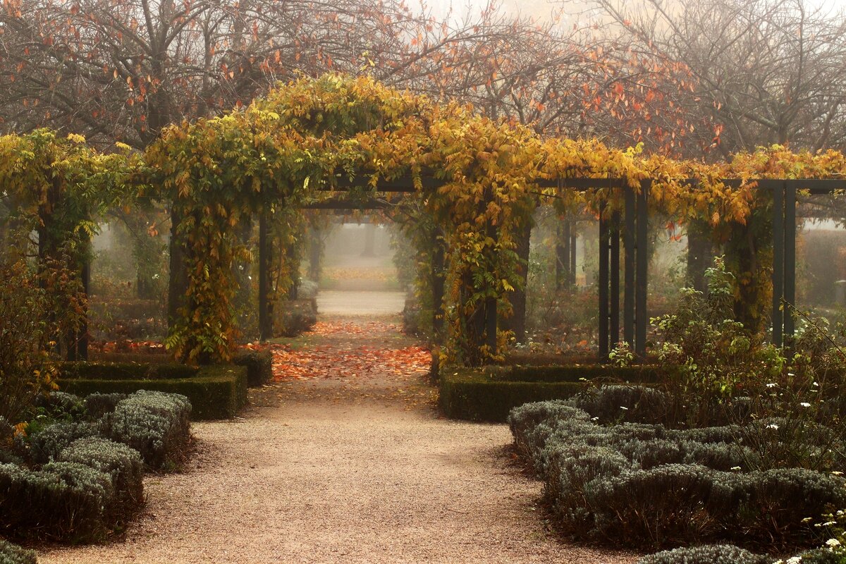 Туманное утро в парке - Юрий. Шмаков